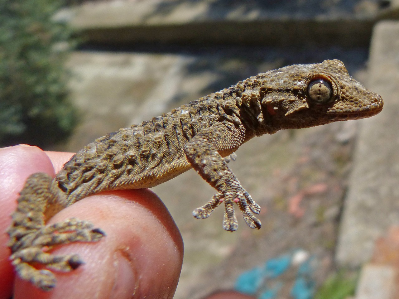 gecko dragon detail free photo