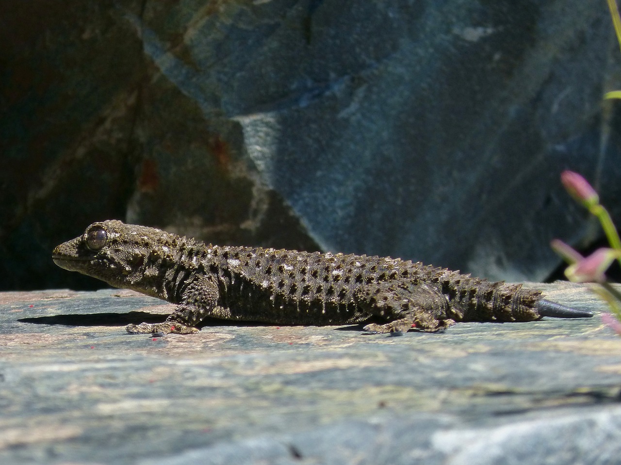 gecko dragon reptile free photo