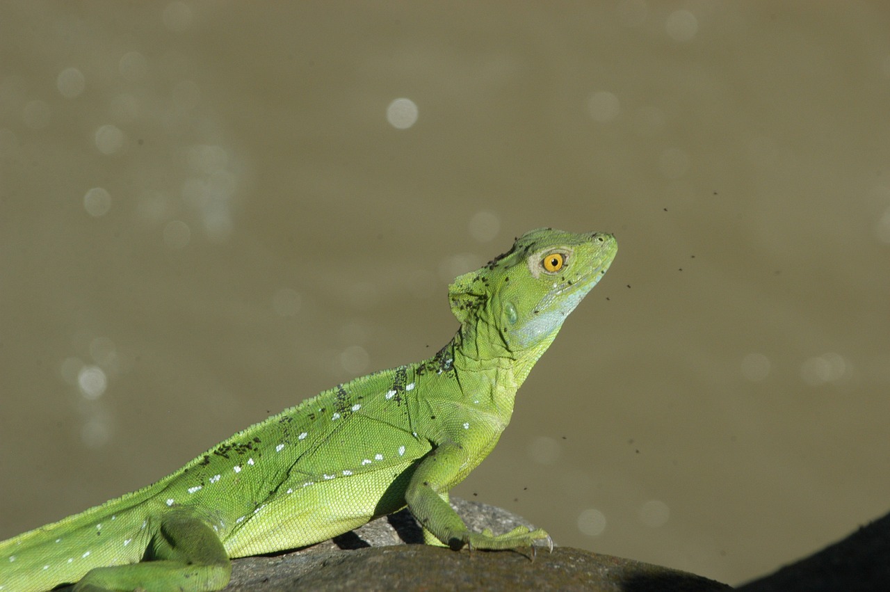 gecko lizard nature free photo