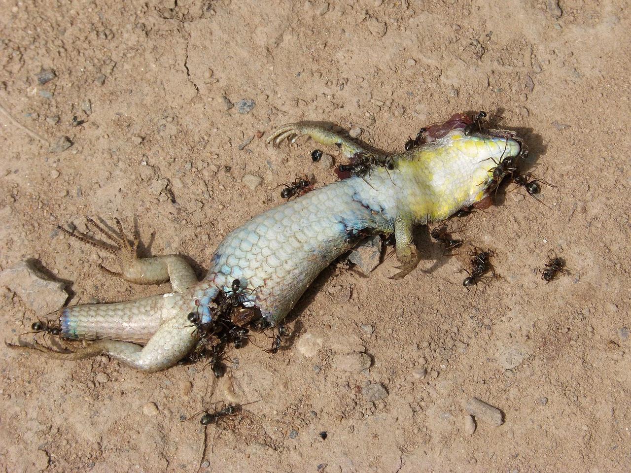 gecko dragon dead free photo