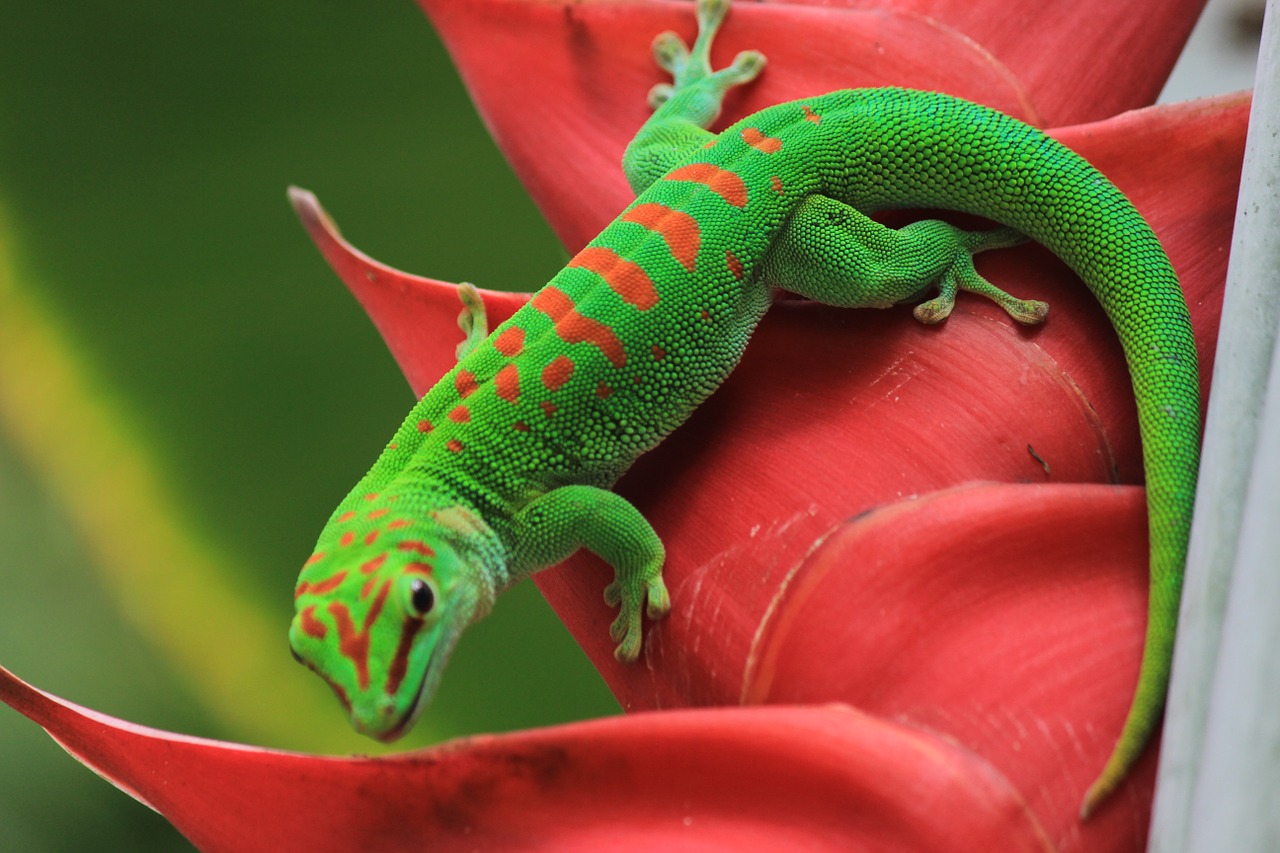 gecko st louis botanical free photo