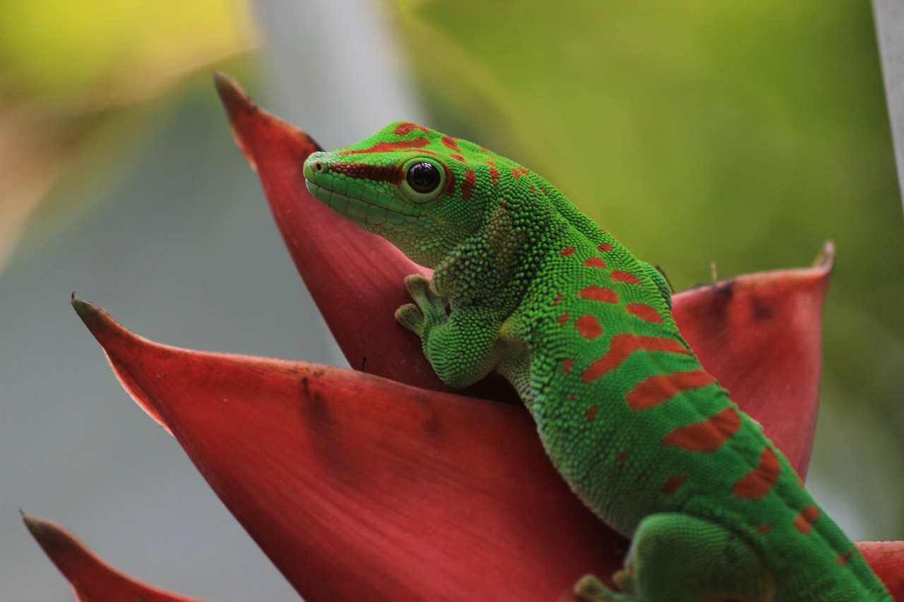 gecko st louis botanical free photo