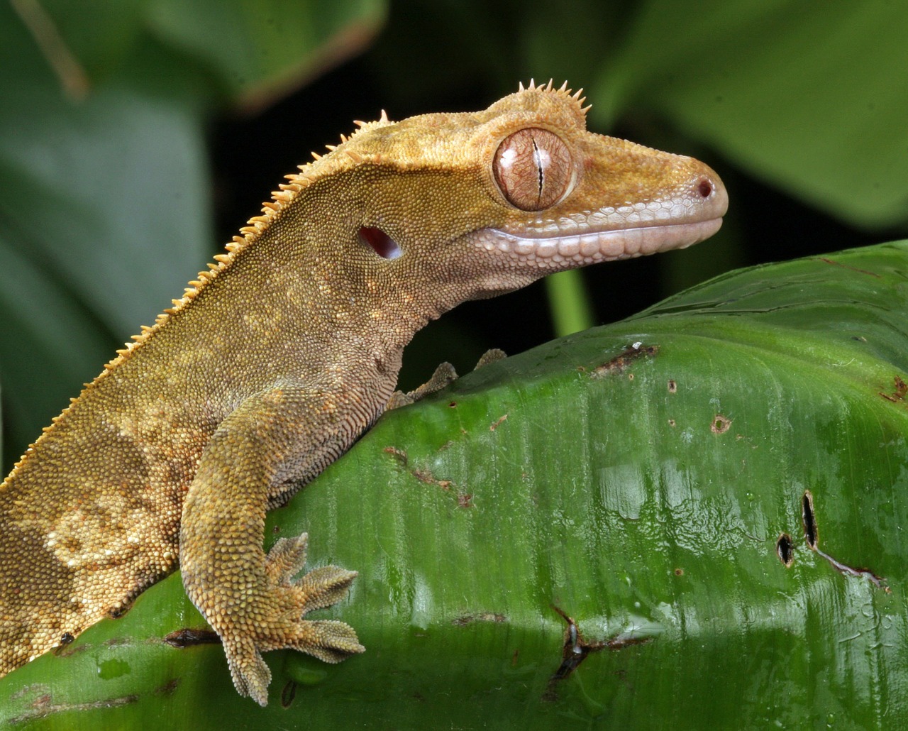 gecko close-up macro free photo