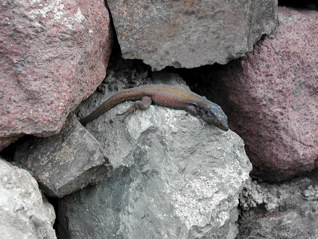 gecko lizard salamander free photo