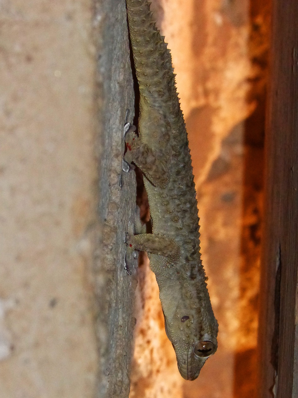 gecko dragon lizard free photo