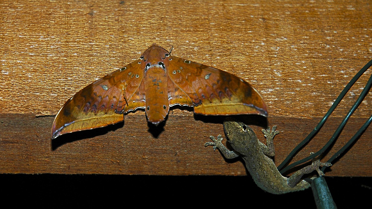 gecko hunts moth free photo