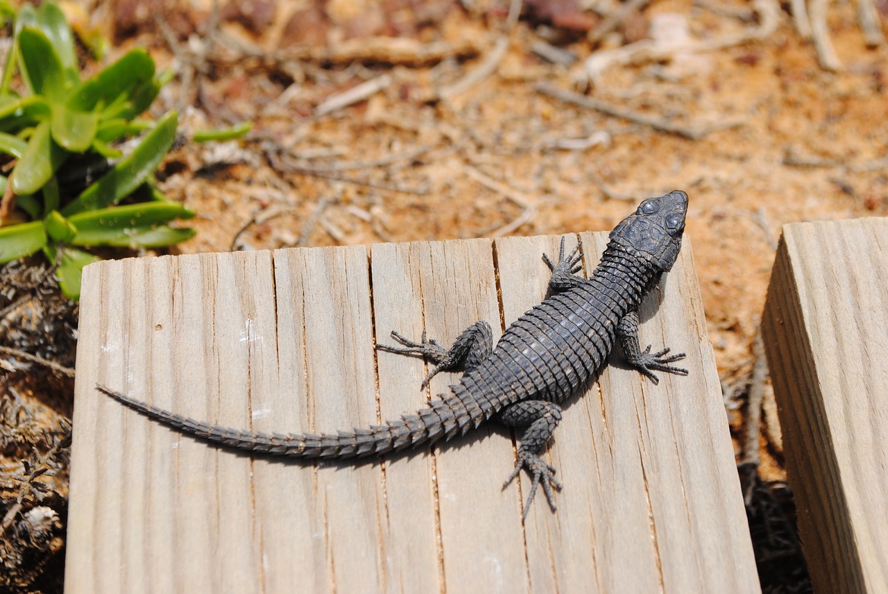 gecko lizard salamander free photo