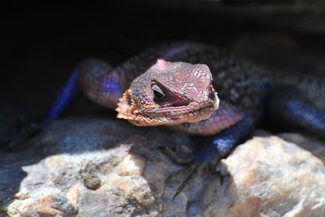 gecko lizard salamander free photo