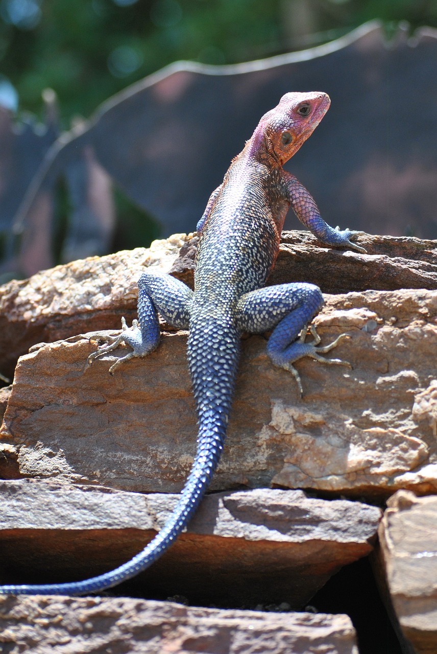 gecko lizard salamander free photo