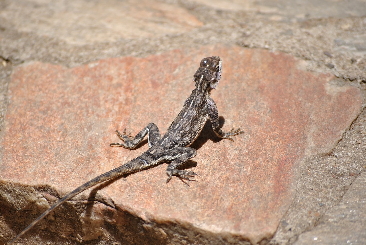 gecko lizard salamander free photo