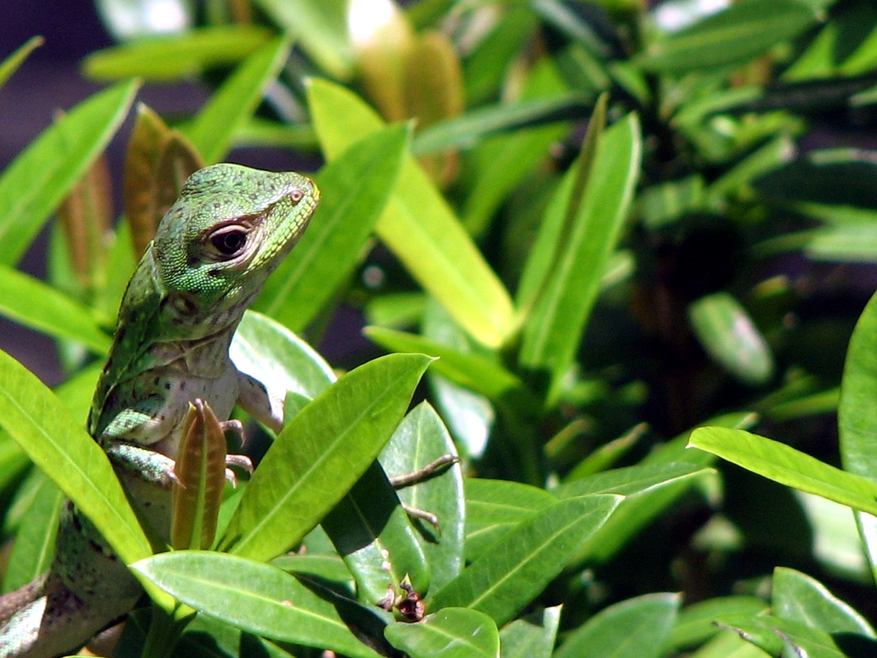 gecko tropical foliage reptile free photo