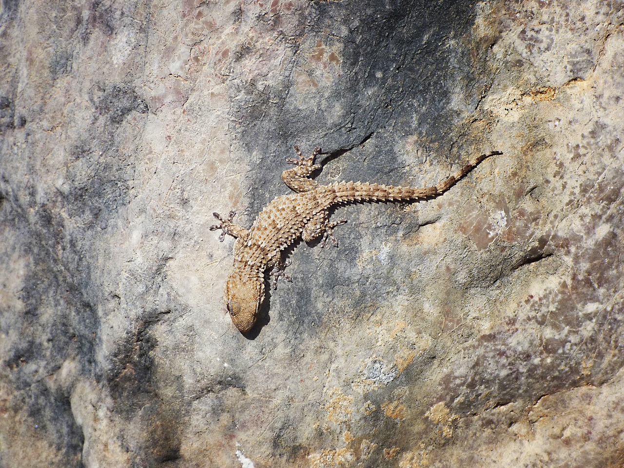 gecko rocks texture free photo