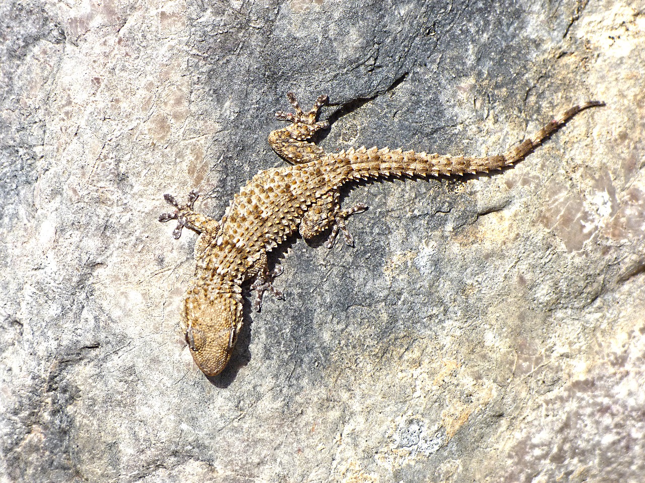 gecko rocks texture free photo