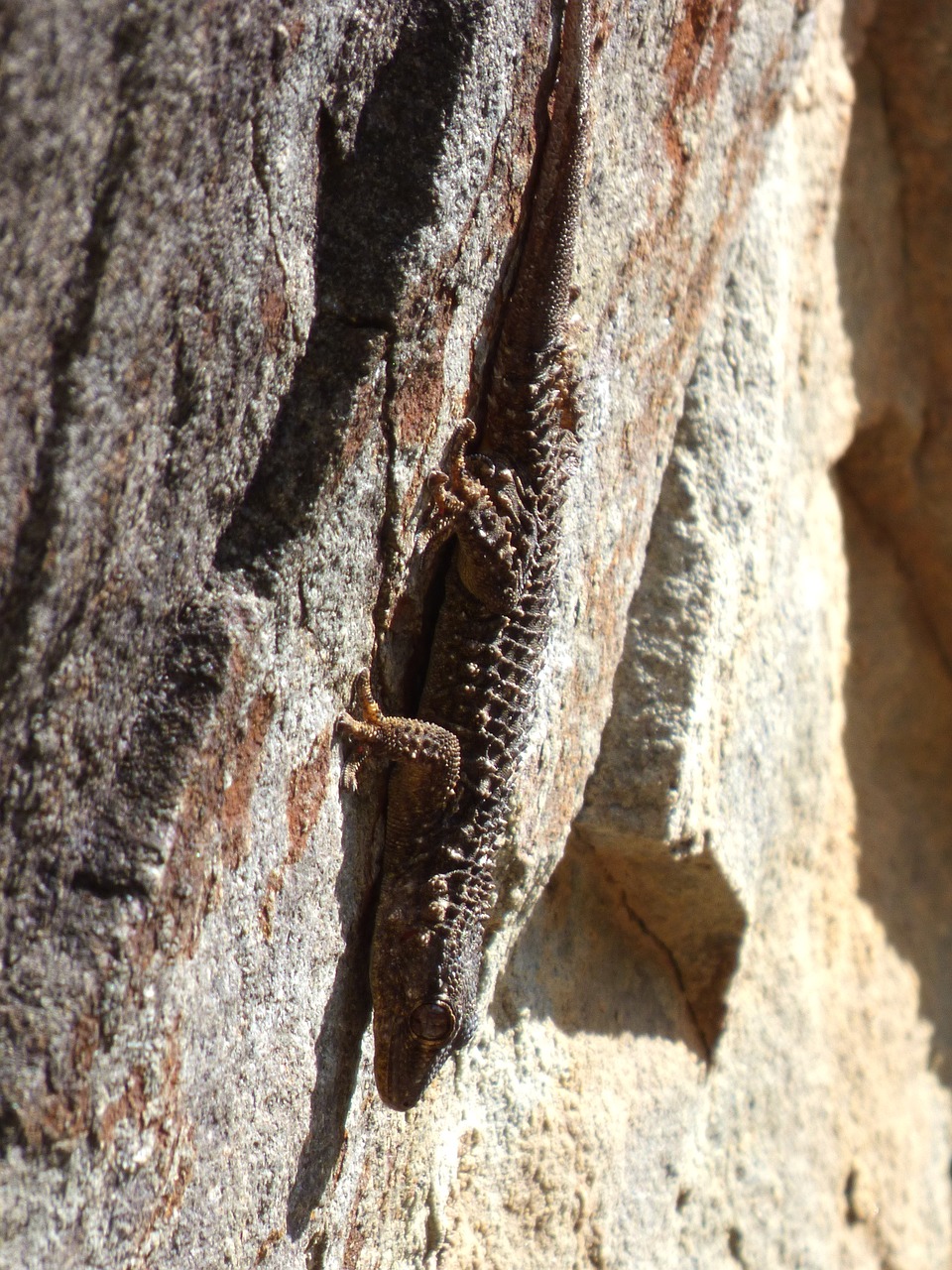 gecko dragon rock free photo