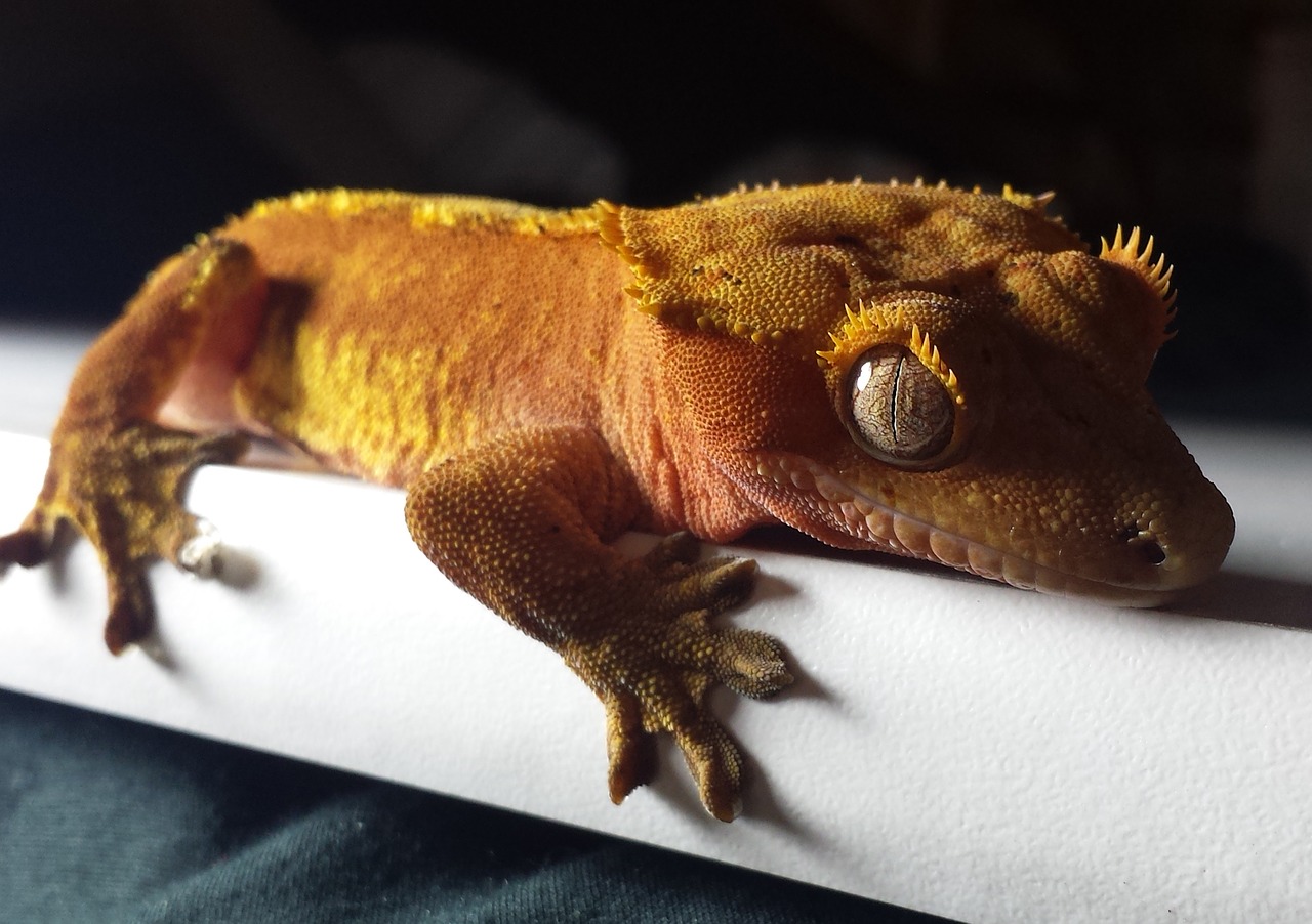 gecko crested red free photo