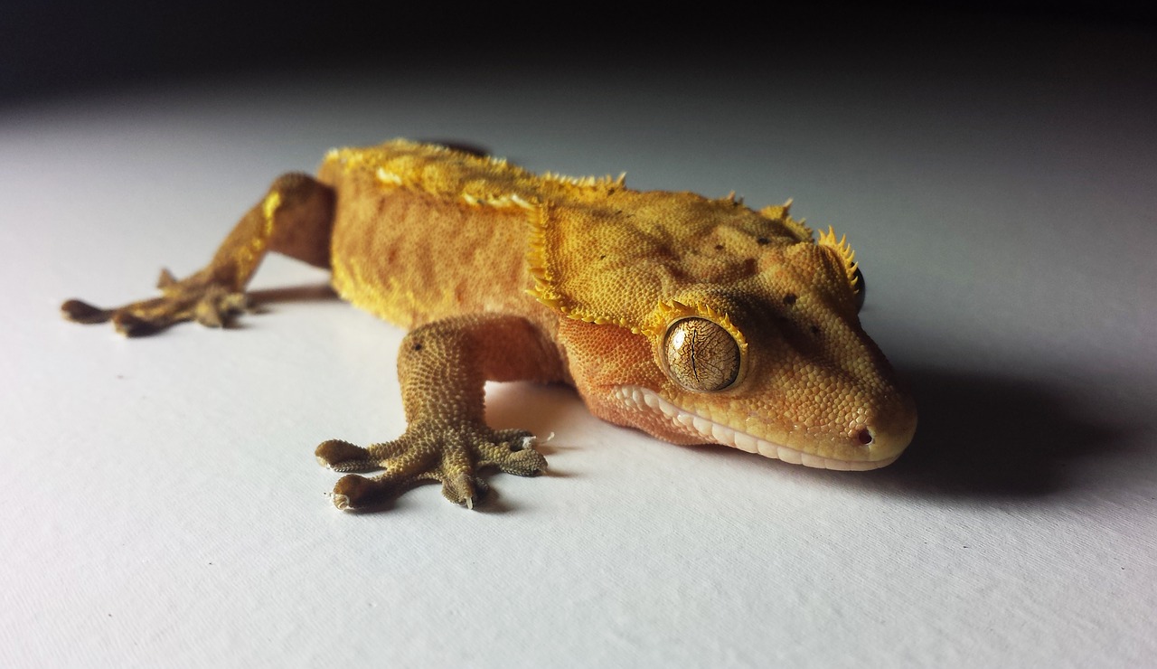 gecko crested ciliatus free photo