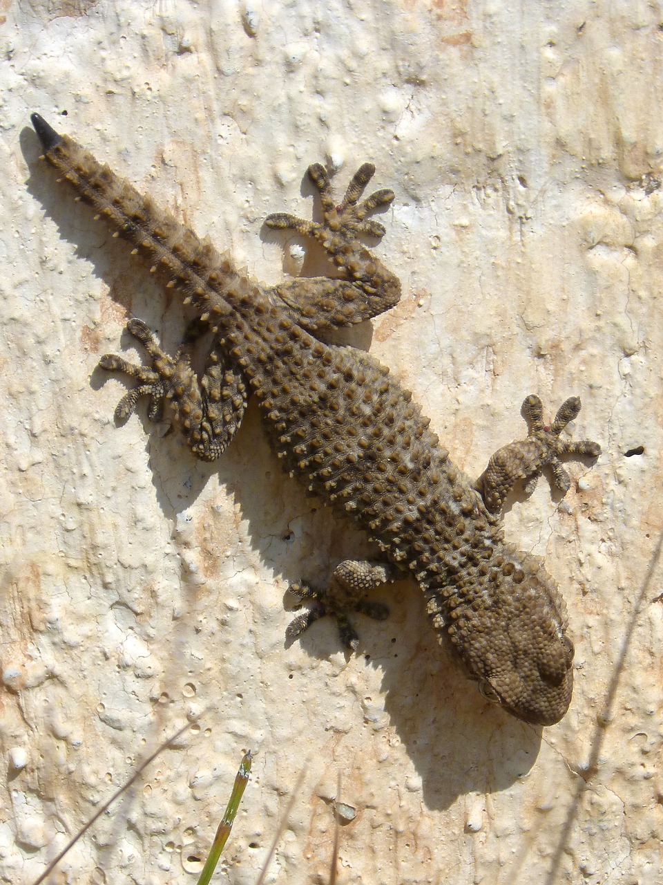 gecko dragon reptile free photo