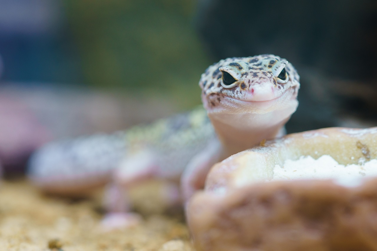 gecko reptile terrarium free photo