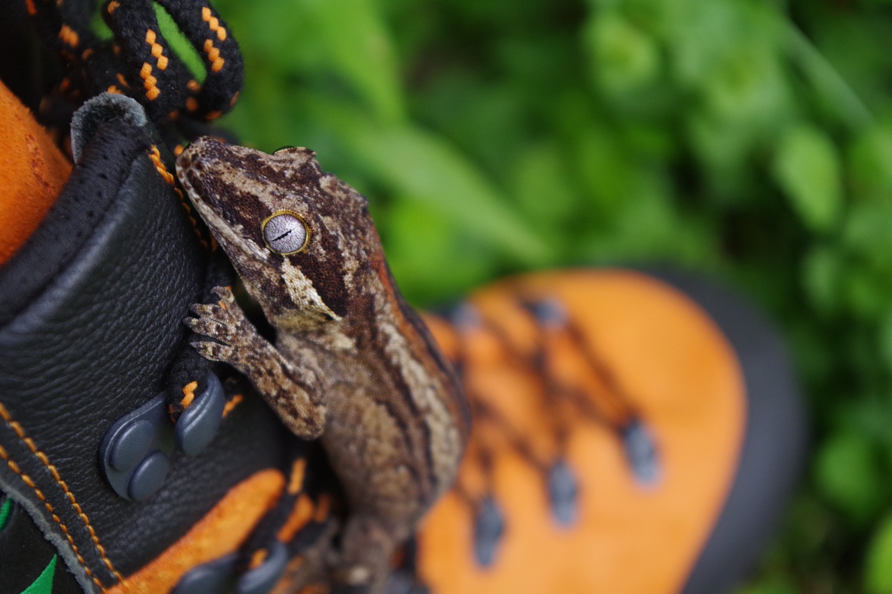 gecko lizard wildlife free photo