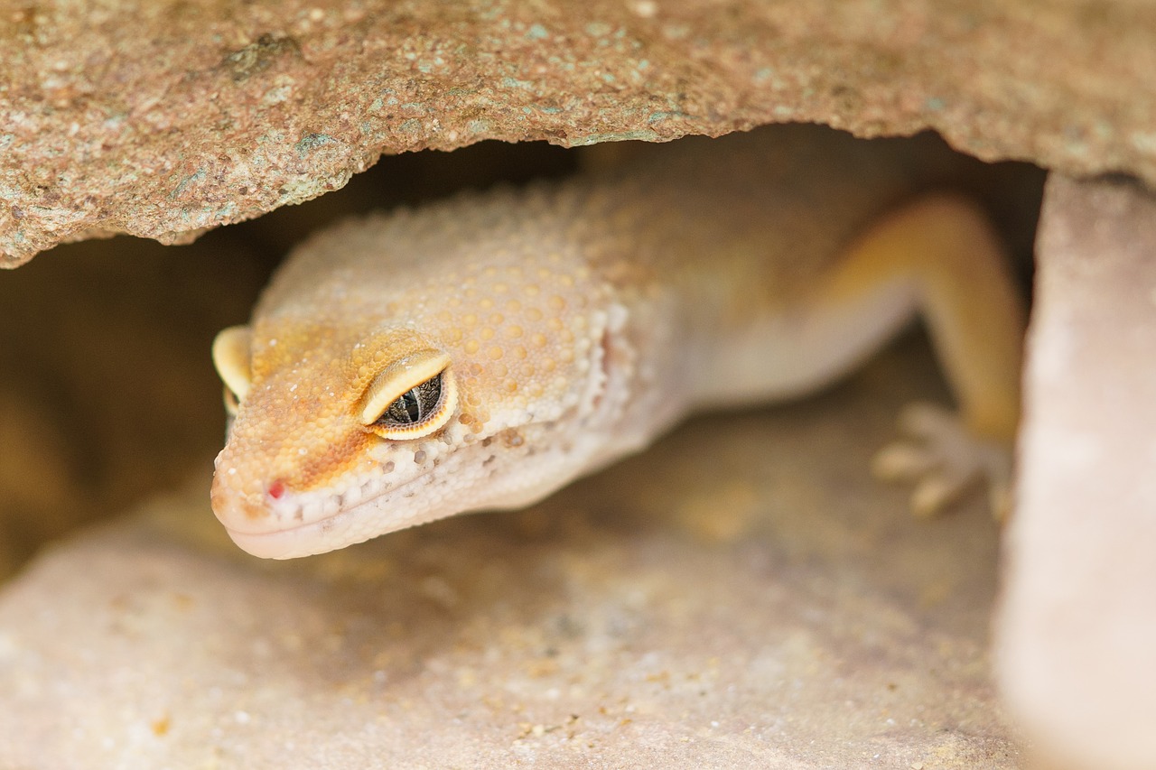 gecko reptile cave free photo
