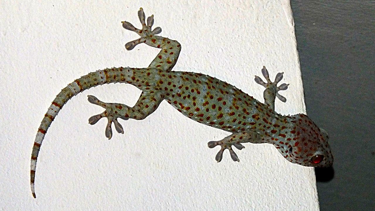 gecko tokhe lizard free photo