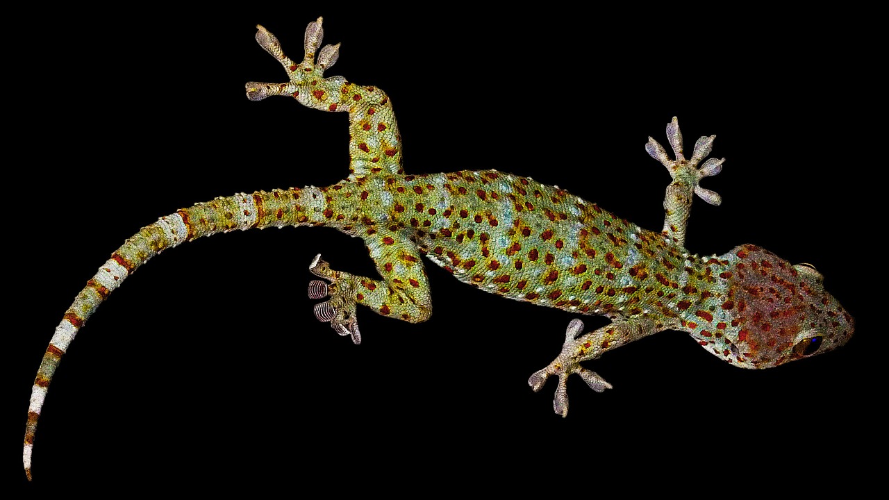 gecko lizard tokhe free photo