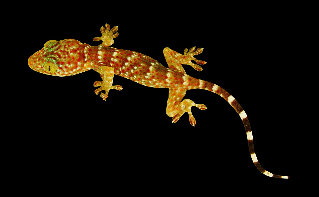 gecko lizard tokhe free photo