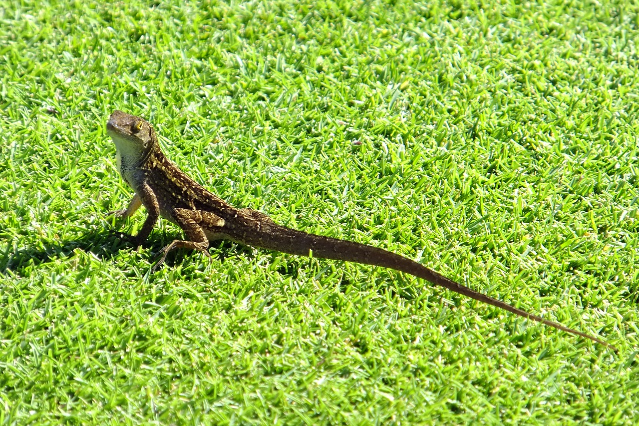 gecko lizard exotic free photo