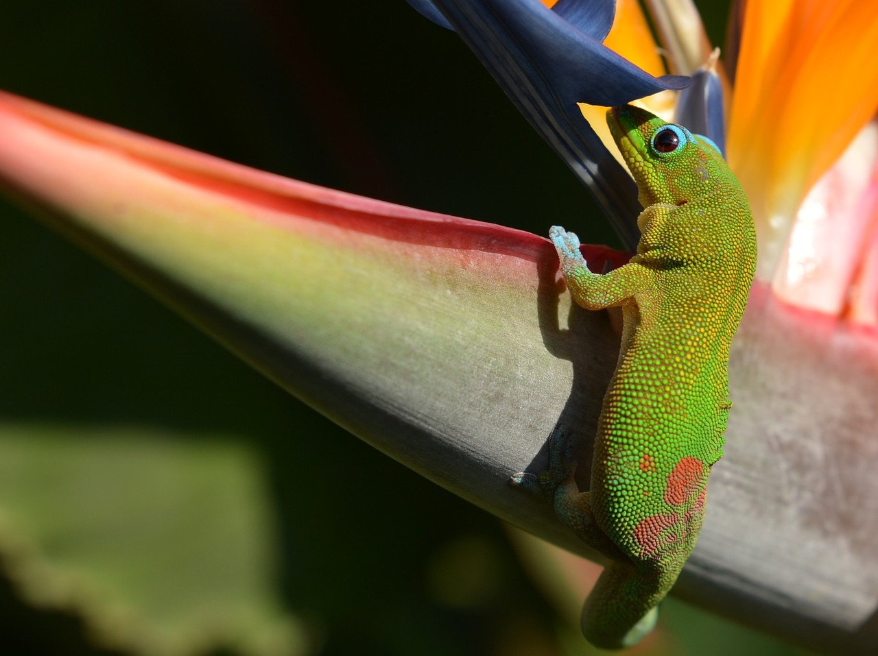 gecko bird of paradise tropical free photo