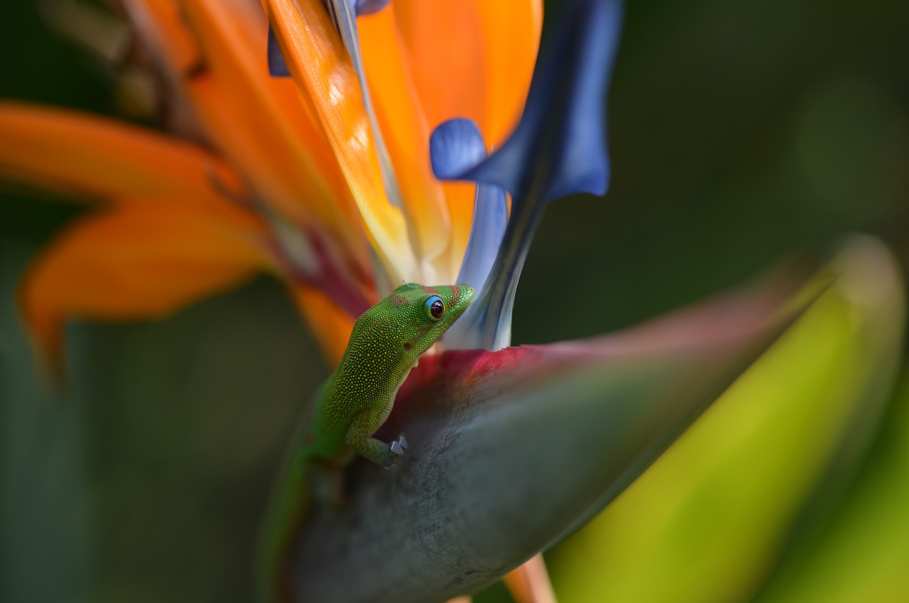 gecko bird of paradise tropical free photo