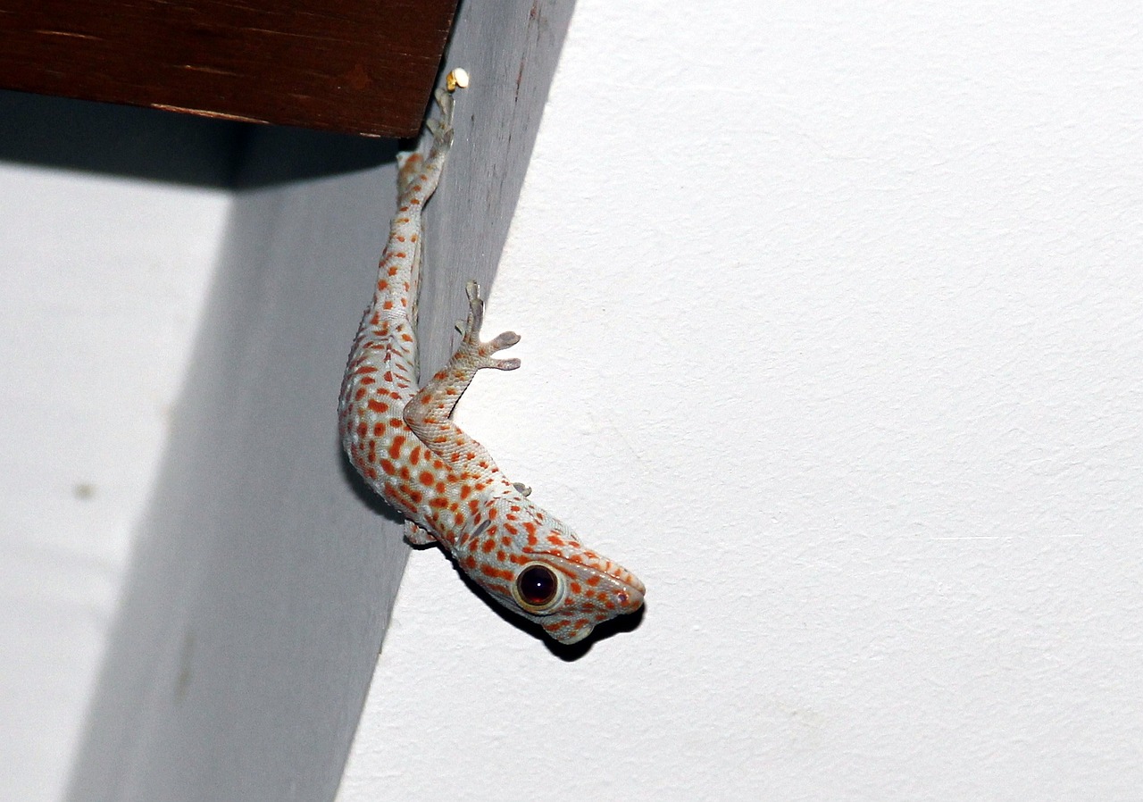 gecko asia reptile free photo