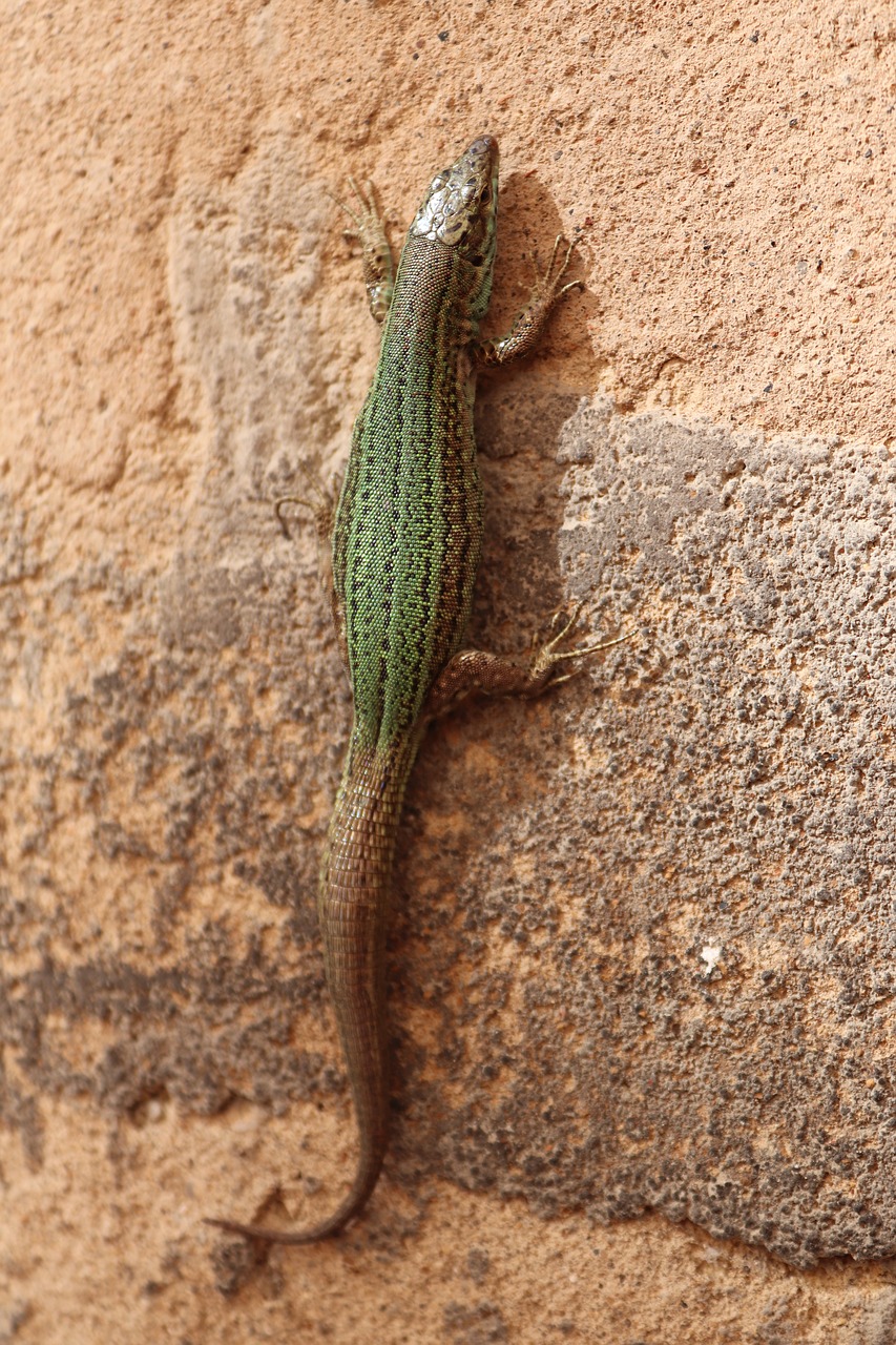 gecko reptile lizard free photo