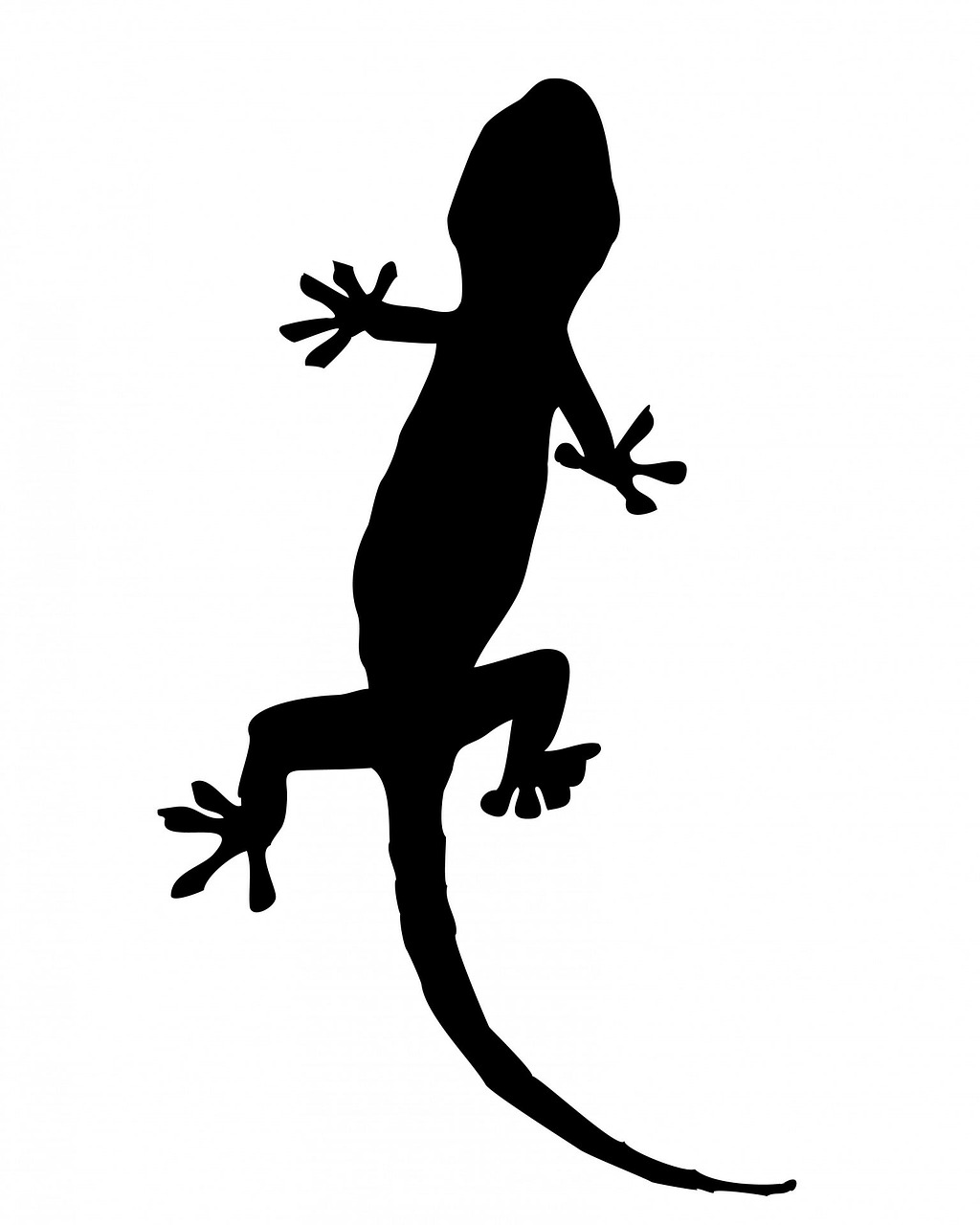 gecko lizard animal free photo