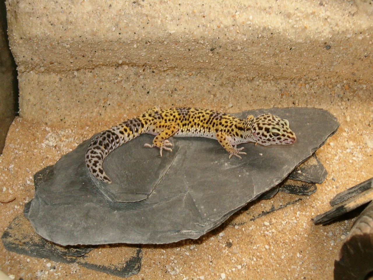 gecko reptile lizard free photo