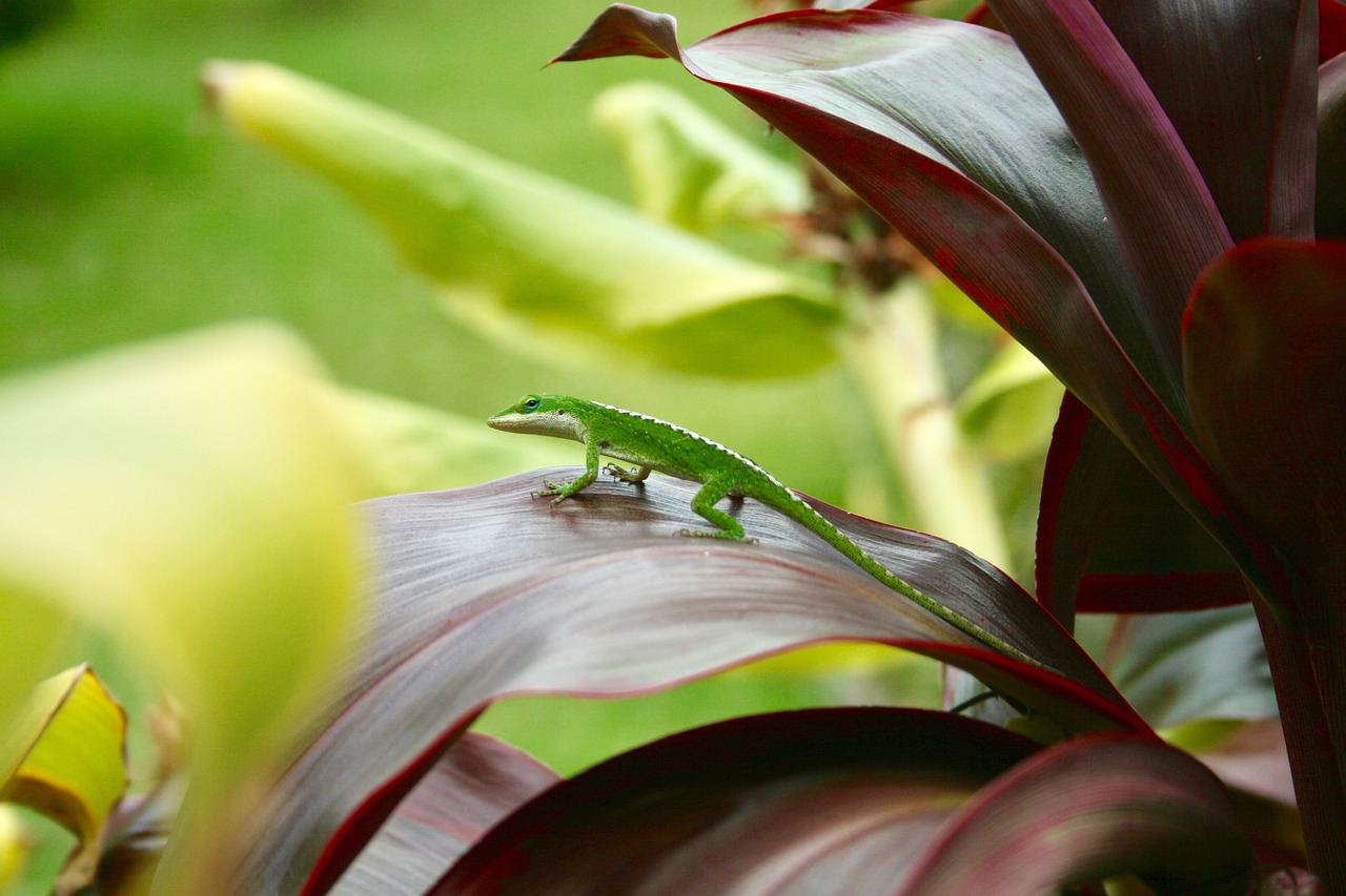 gecko  hawaii  nature free photo