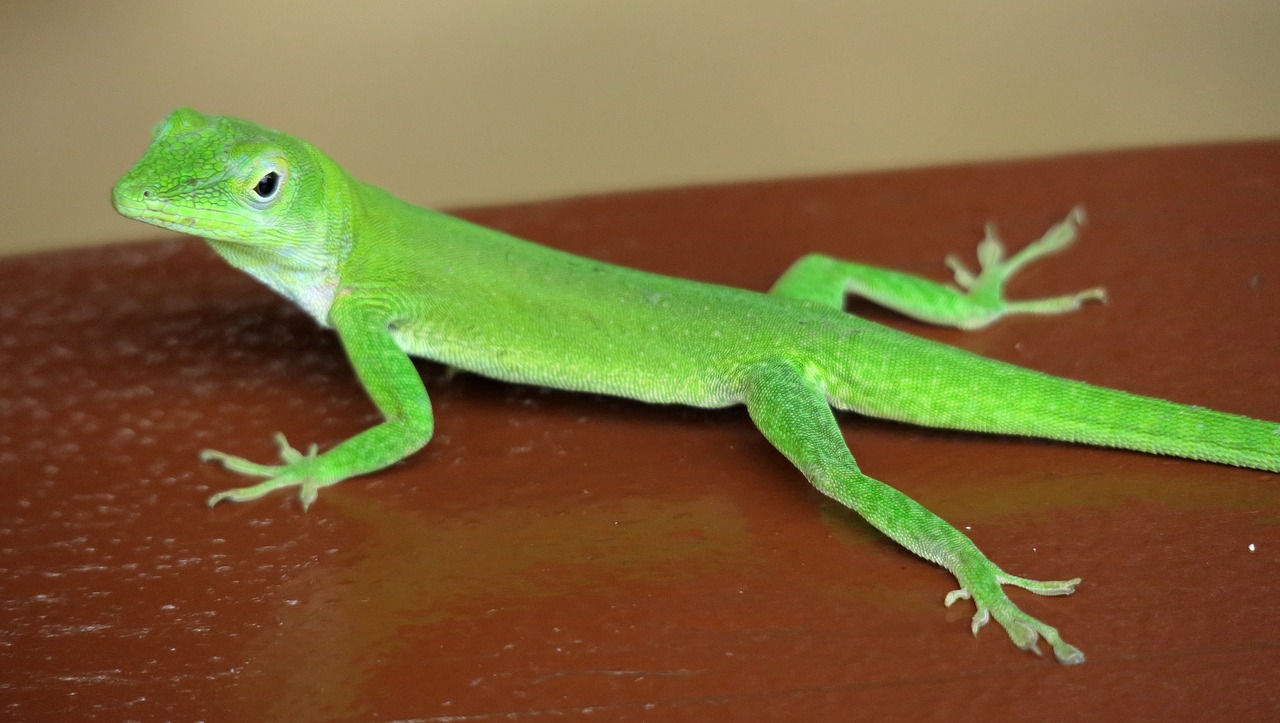 gecko  green  green gecko free photo