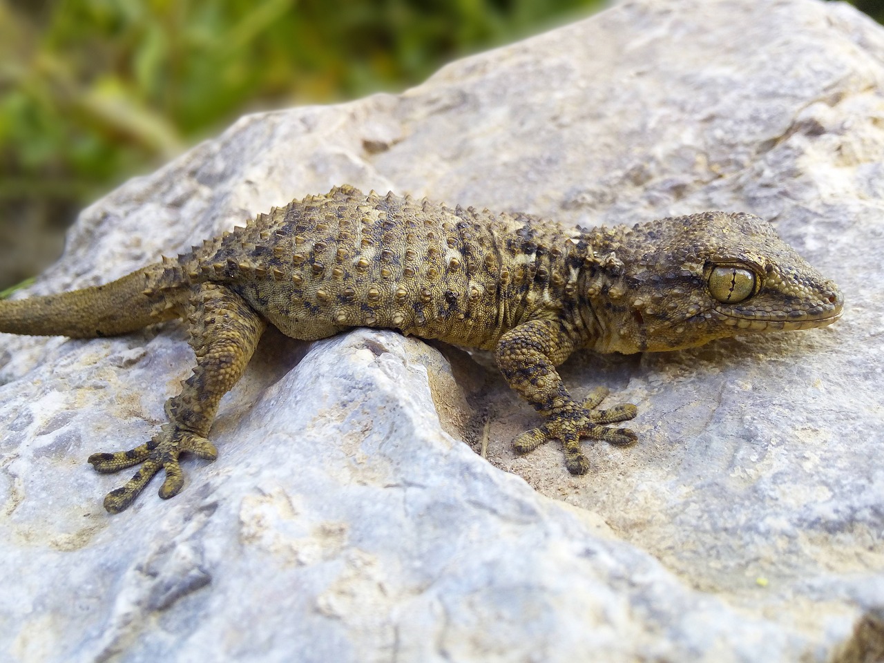 gecko  dragon  reptile free photo