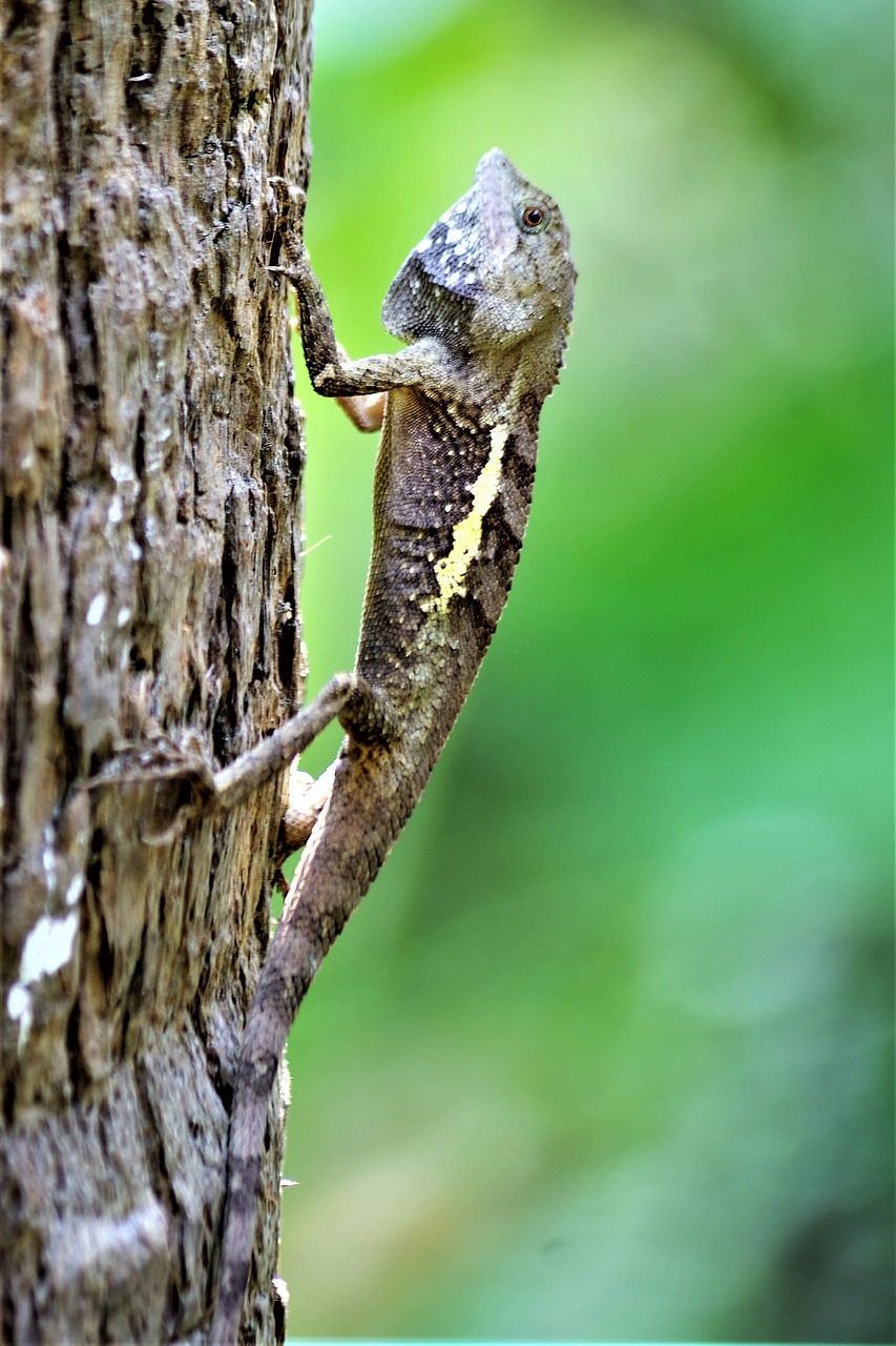 gecko  tree  nature free photo