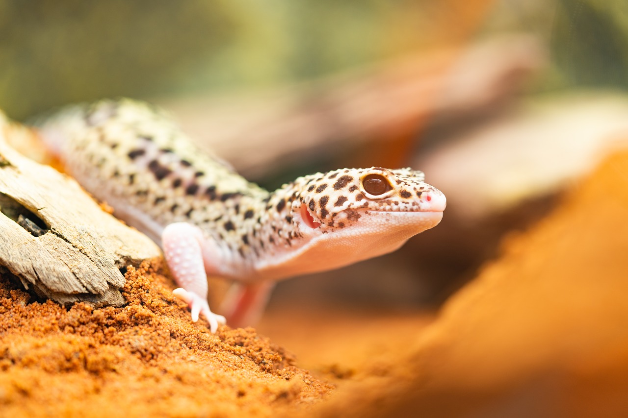 gecko  leopard gecko  lizard free photo