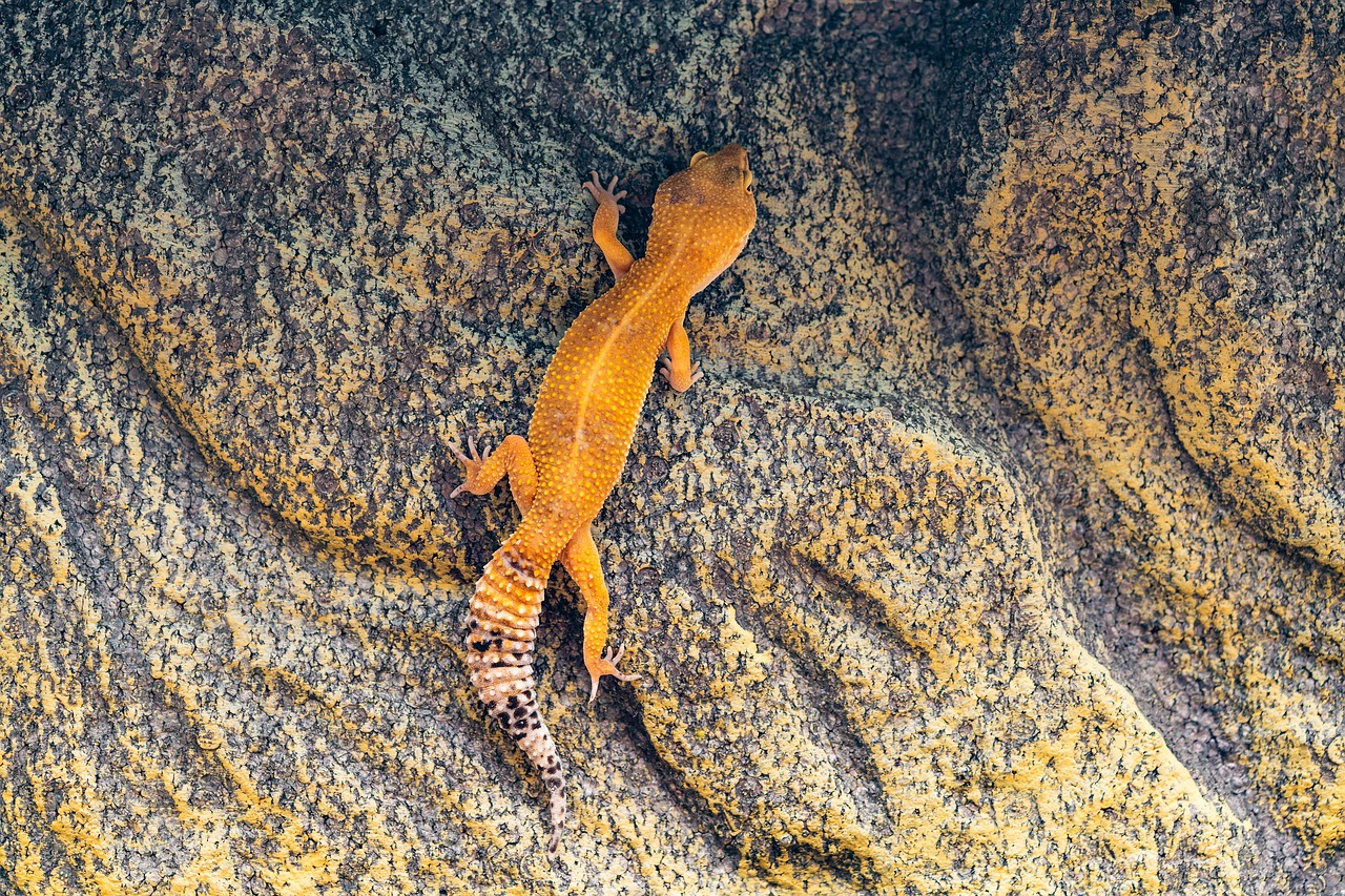 gecko  leopard gecko  climb free photo