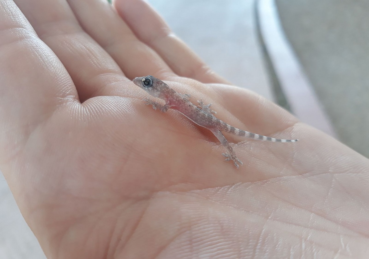 gecko  reptile  tarentola free photo