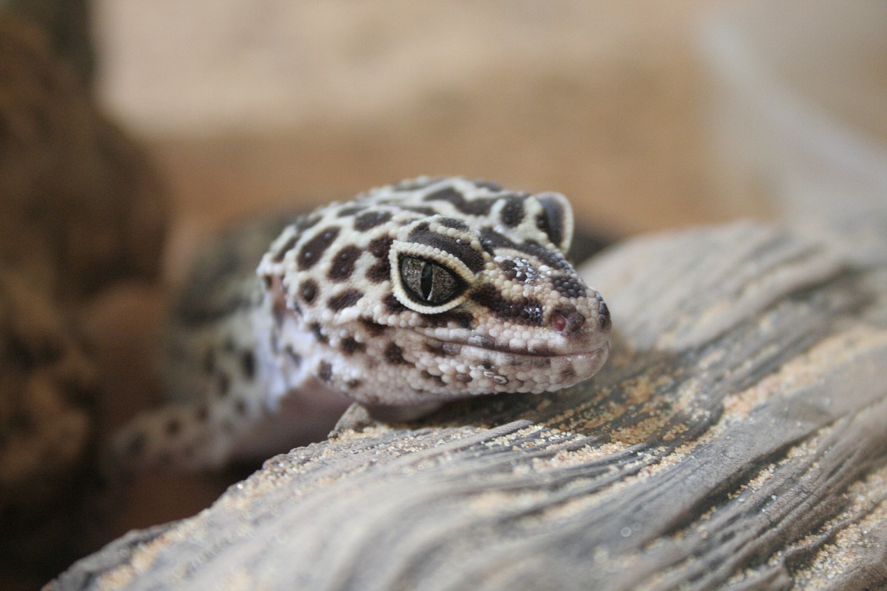 gecko  leopard gecko  geckos free photo