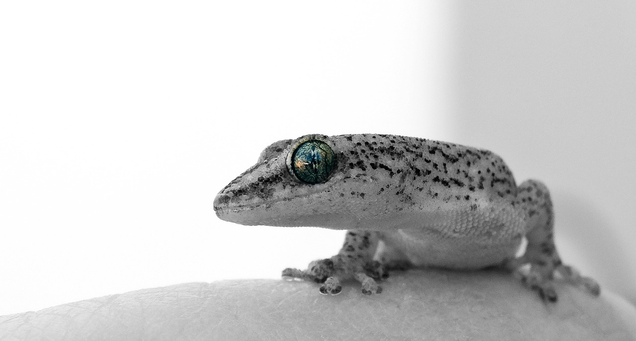 gecko  eye  lizard free photo