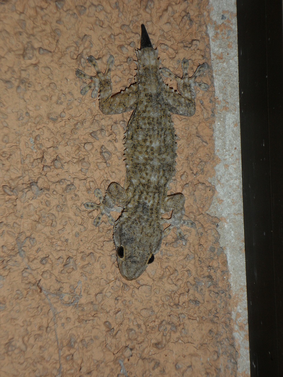gecko mediterranean reptile free photo