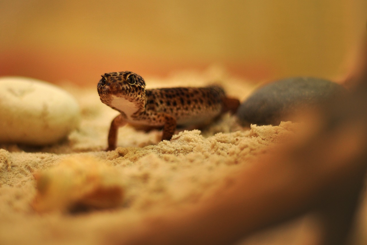 gecko  lizard  reptile free photo