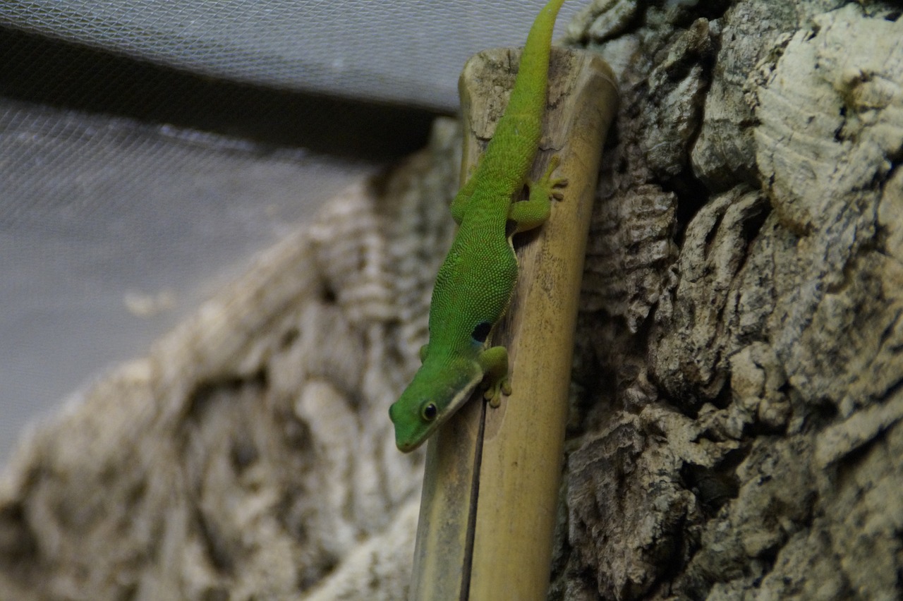 gecko green lizard free photo