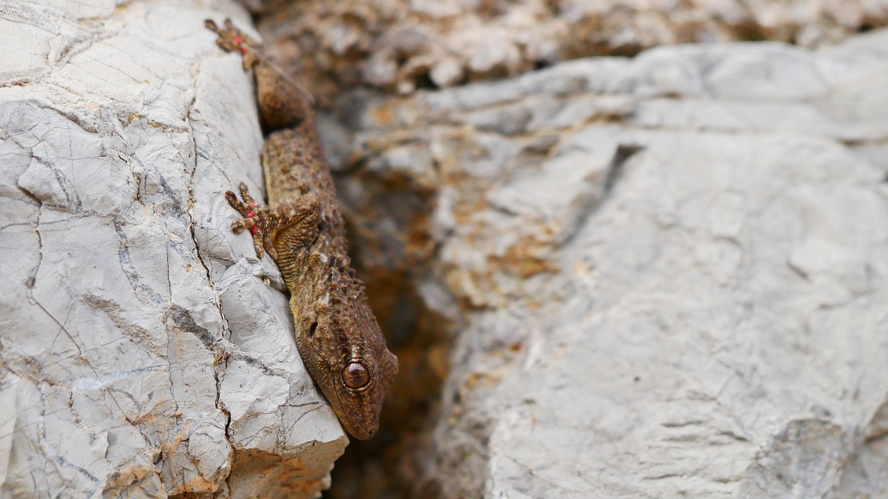 gecko  mallorca  stone free photo