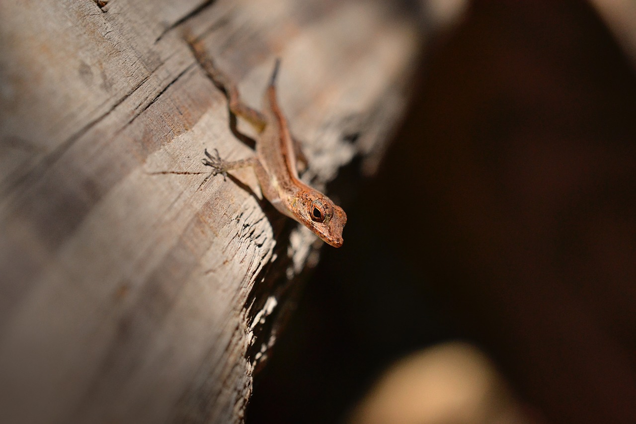 gecko lizard reptile free photo