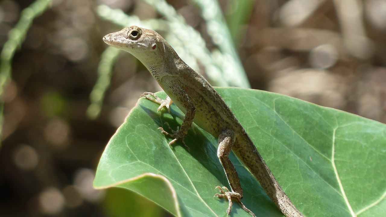 gecko lizard close-up free photo