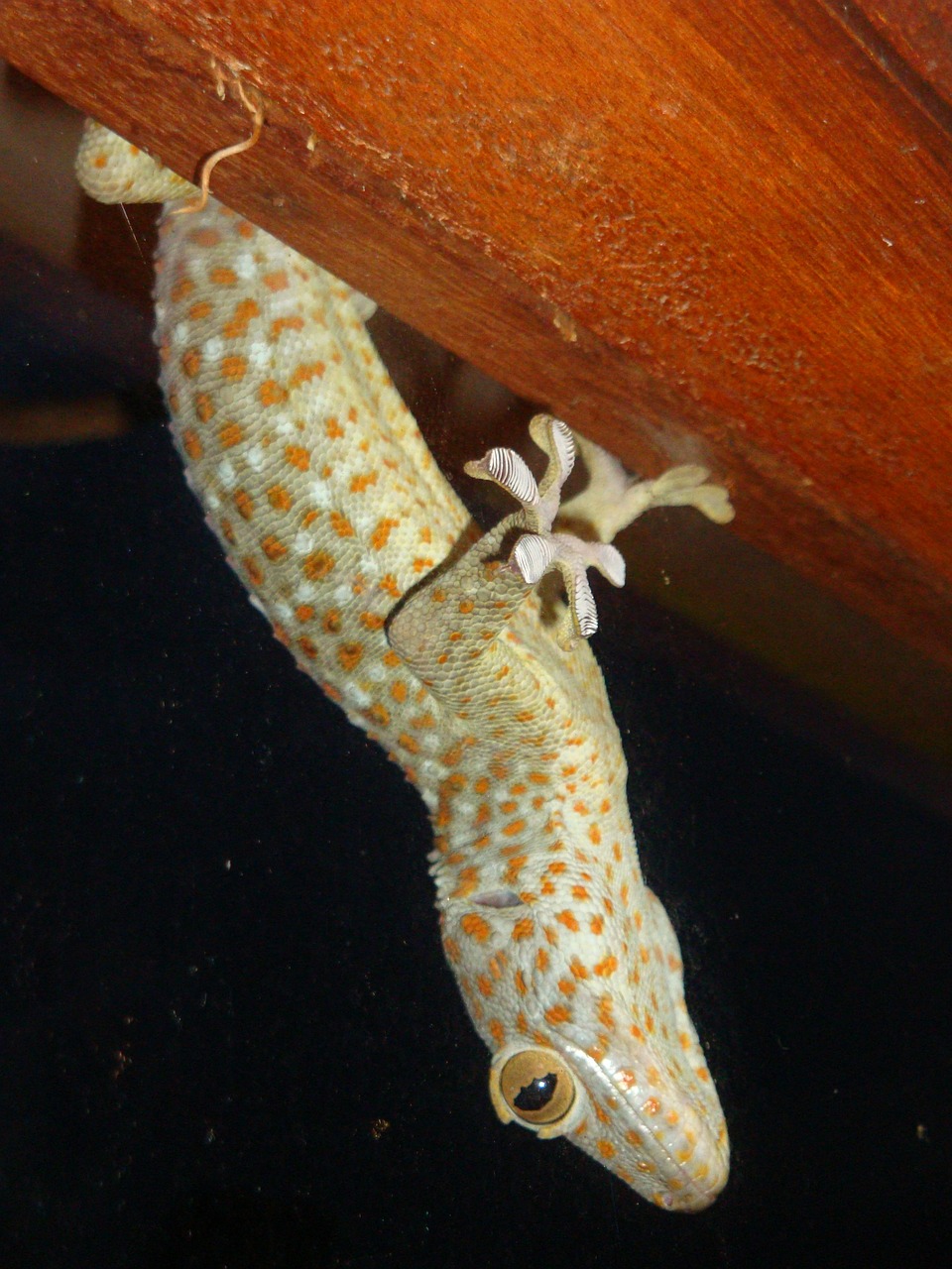 gecko lizard animal free photo